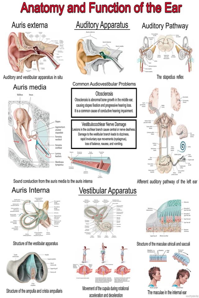 Ear Anatomy Poster