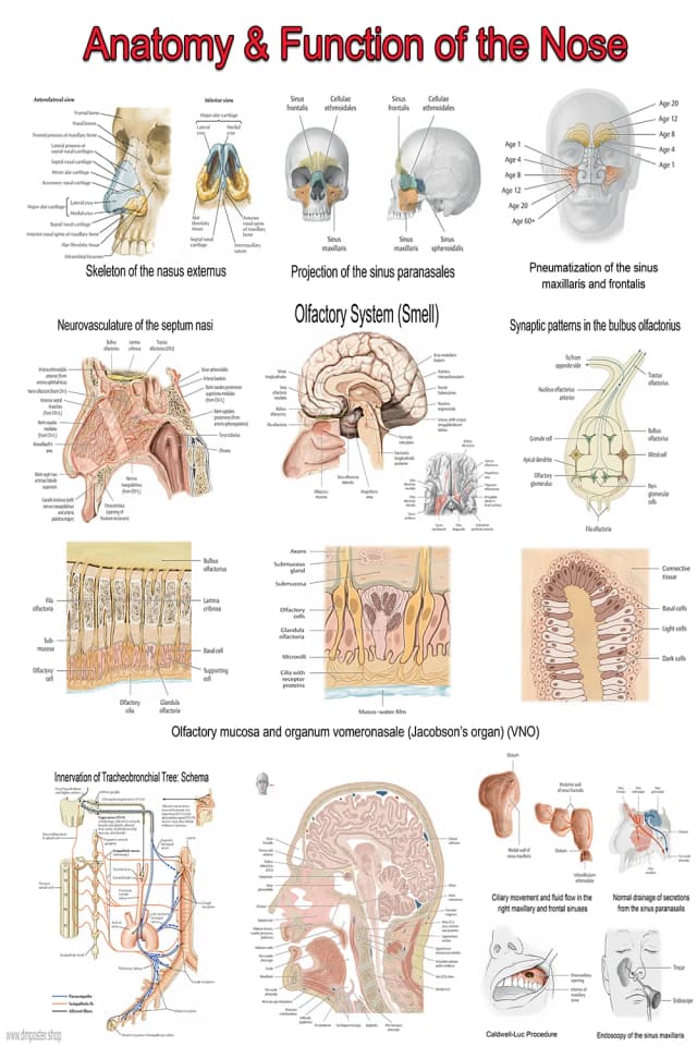 Nose Anatomy Poster