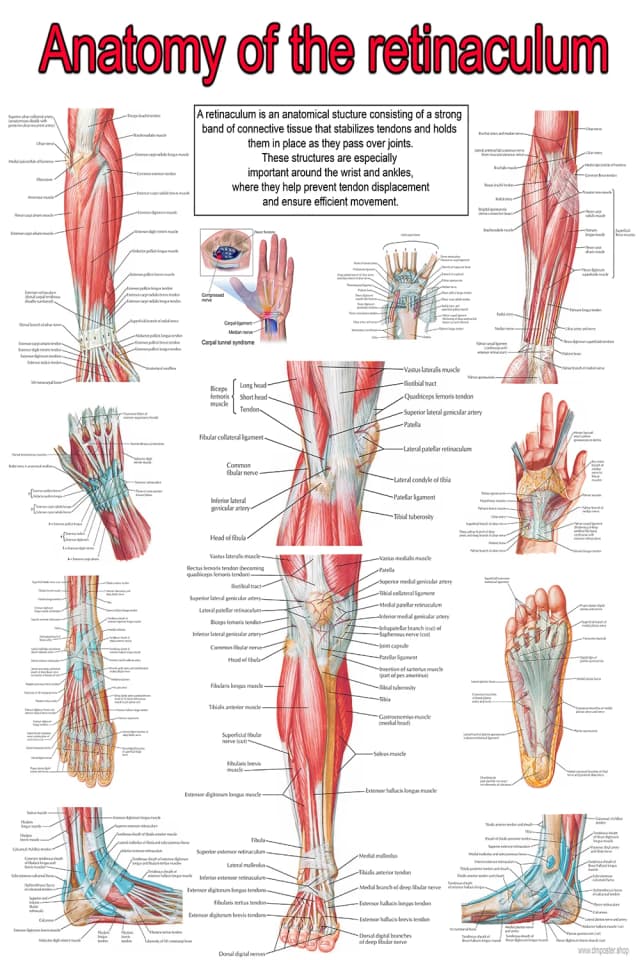 Retinaculum Anatomy Poster
