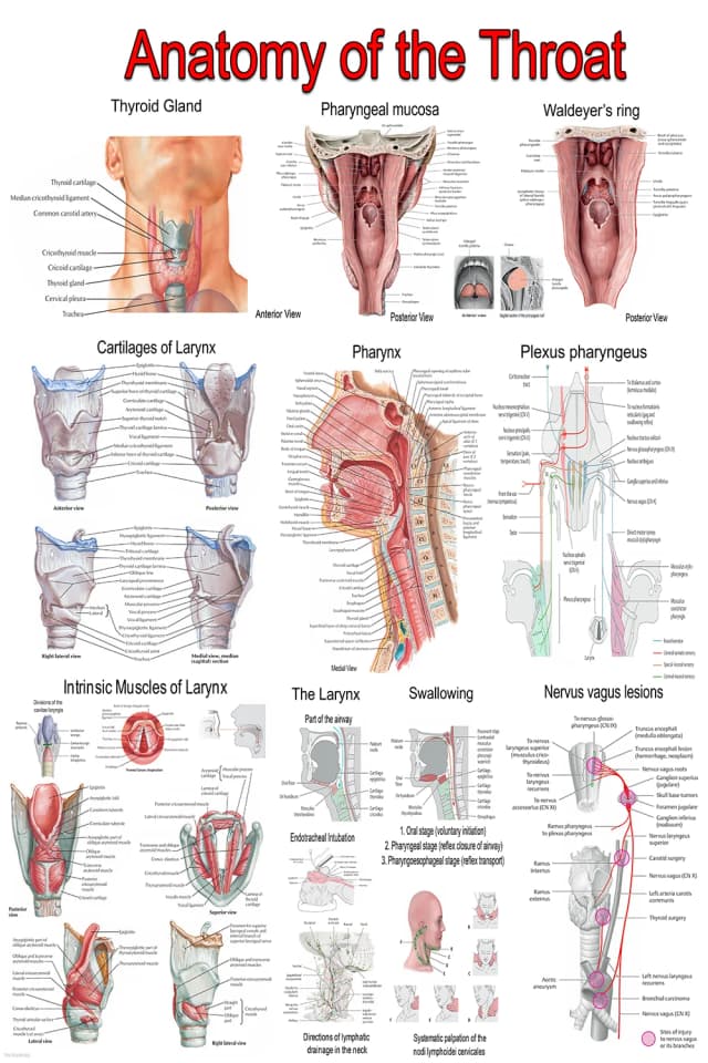 Throat and Larynx Anatomy Poster