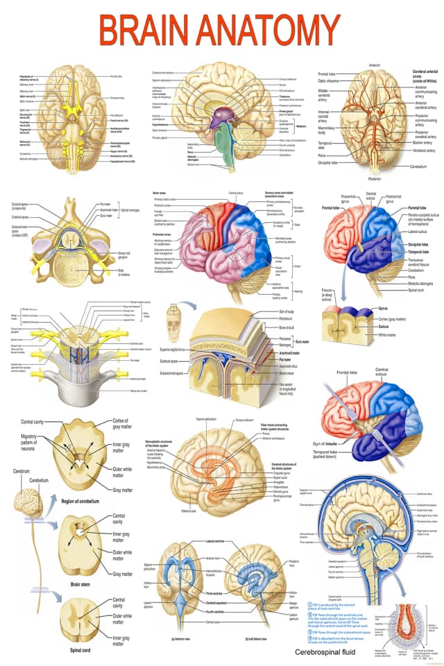 Brain Anatomy Poster