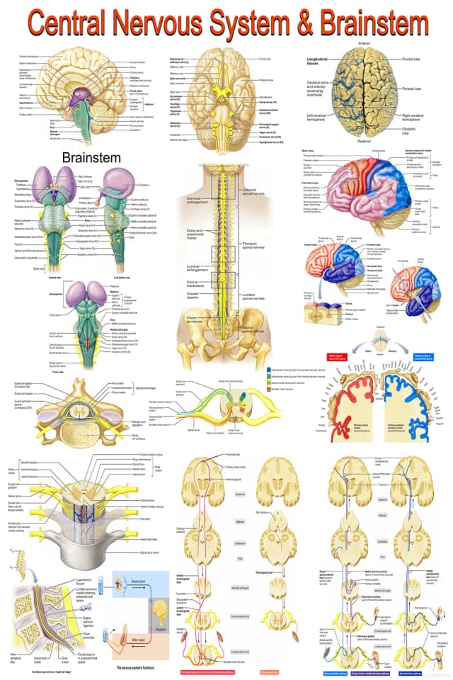 Central Nervous System and Brainstem Poster