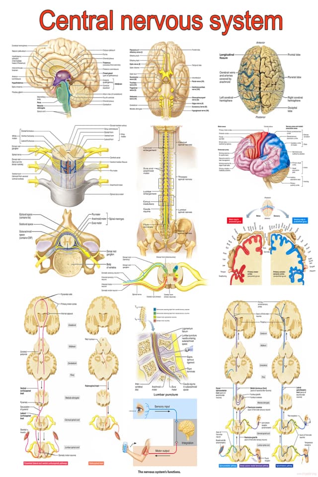 Central Nervous System Poster