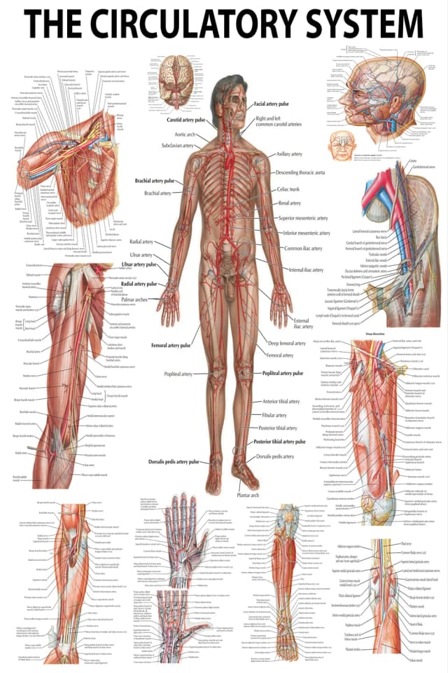 Circulatory System and Pulse Points Poster