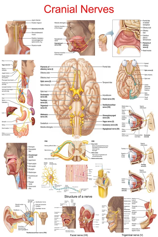 Cranial Nerves Anatomy Poster