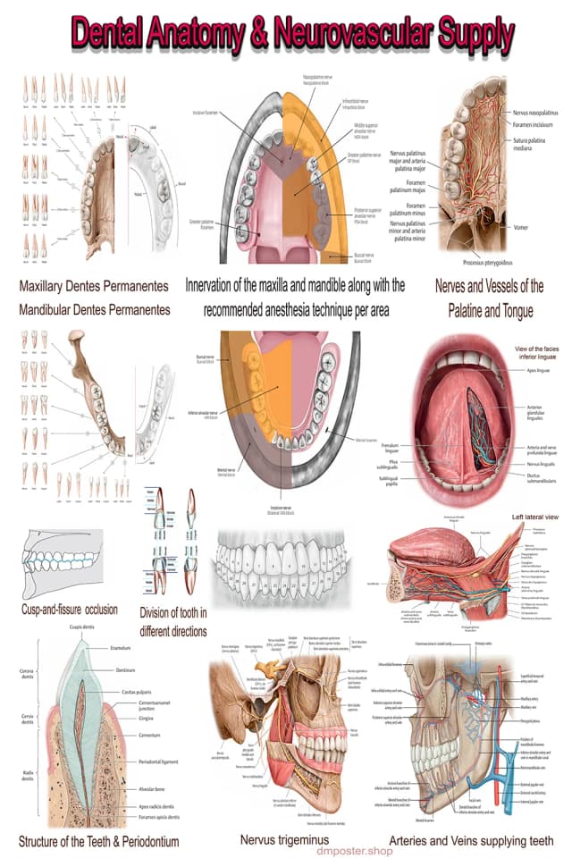 Dental Anatomy and Innervation Poster