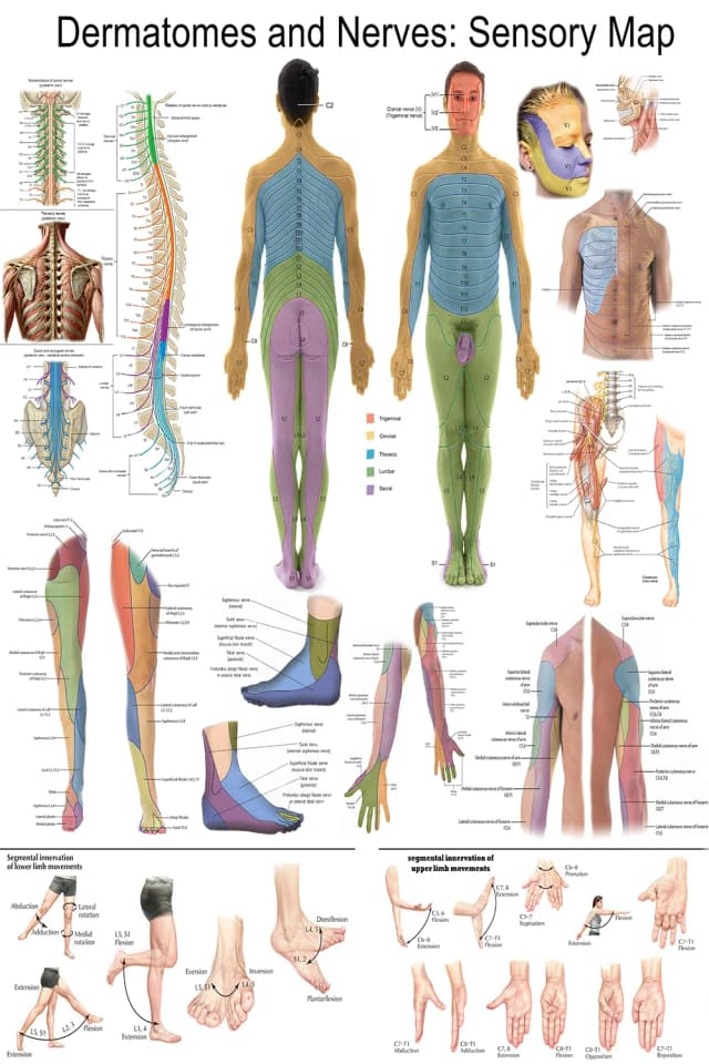 Dermatomes Sensory Map Poster