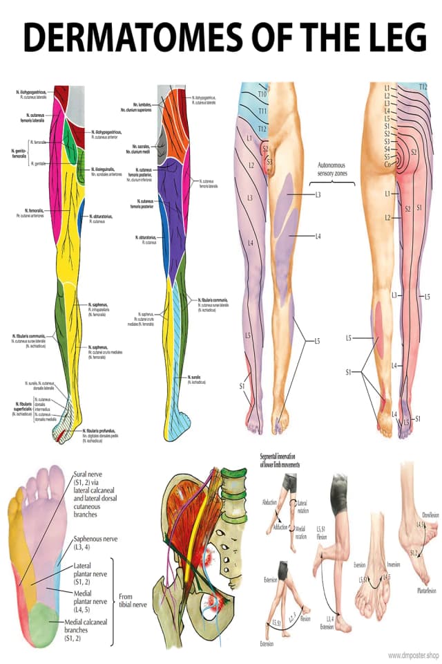 Leg Dermatomes Anatomy Poster