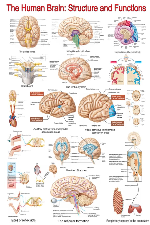 Human Brain Anatomy Poster