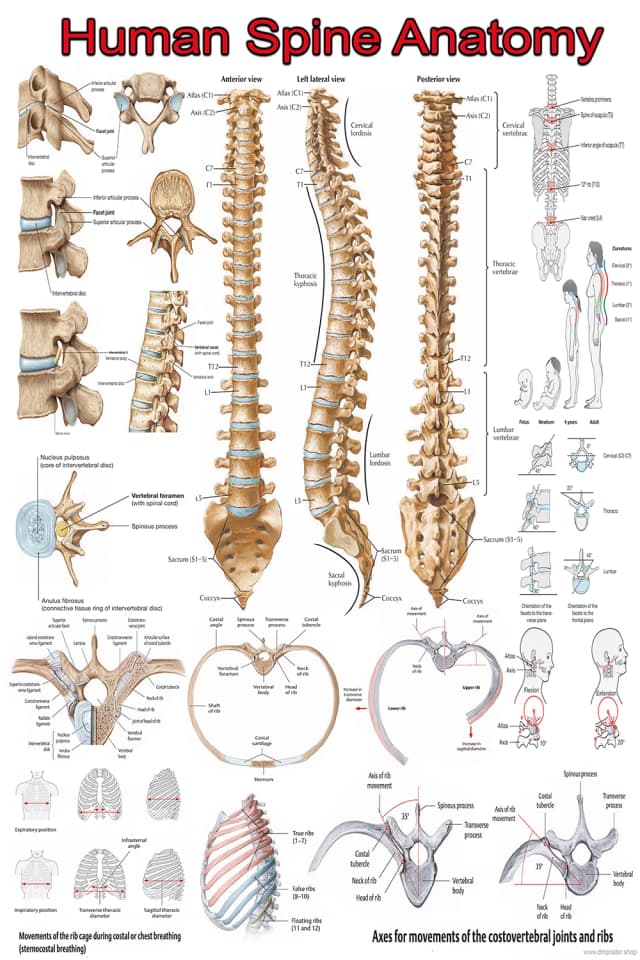 Human Spine Anatomy Poster