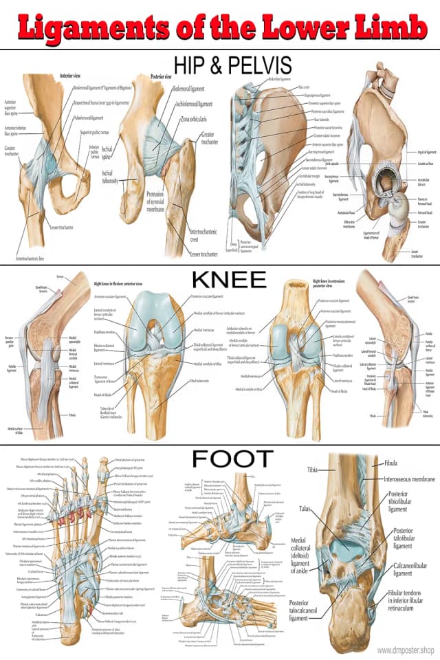 Lower Limb Ligaments Poster