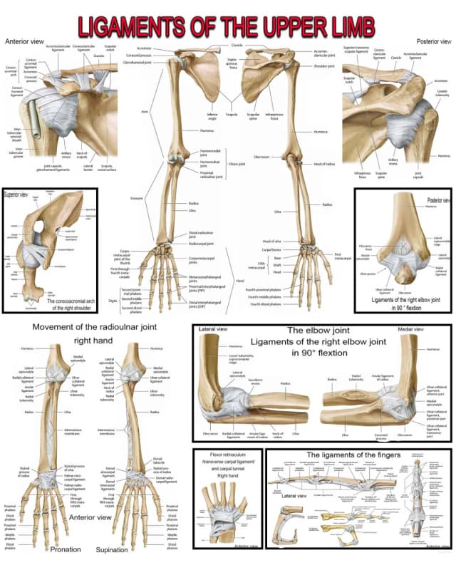 Upper Limb Ligaments Poster