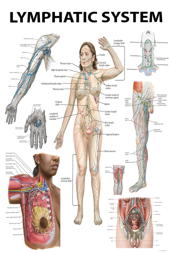 Lymphatic Circulation and Immune Organs Poster