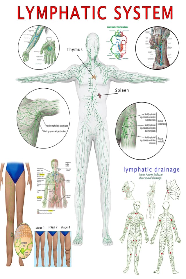 Lymphatic Drainage Pathways Poster