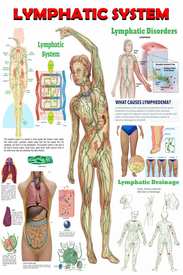Lymphedema and Lymphatic Drainage Poster