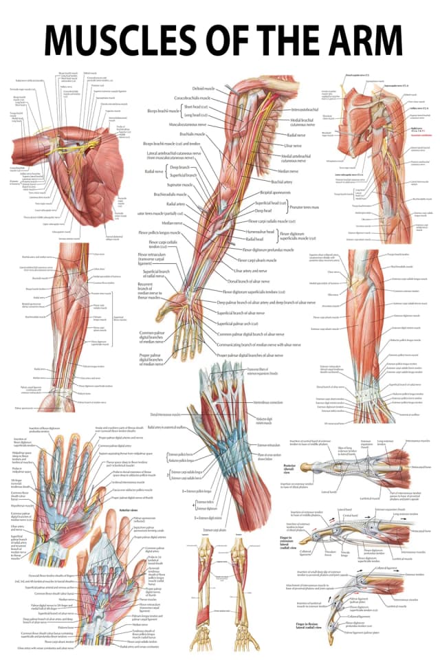 Arm Muscles Anatomy Poster