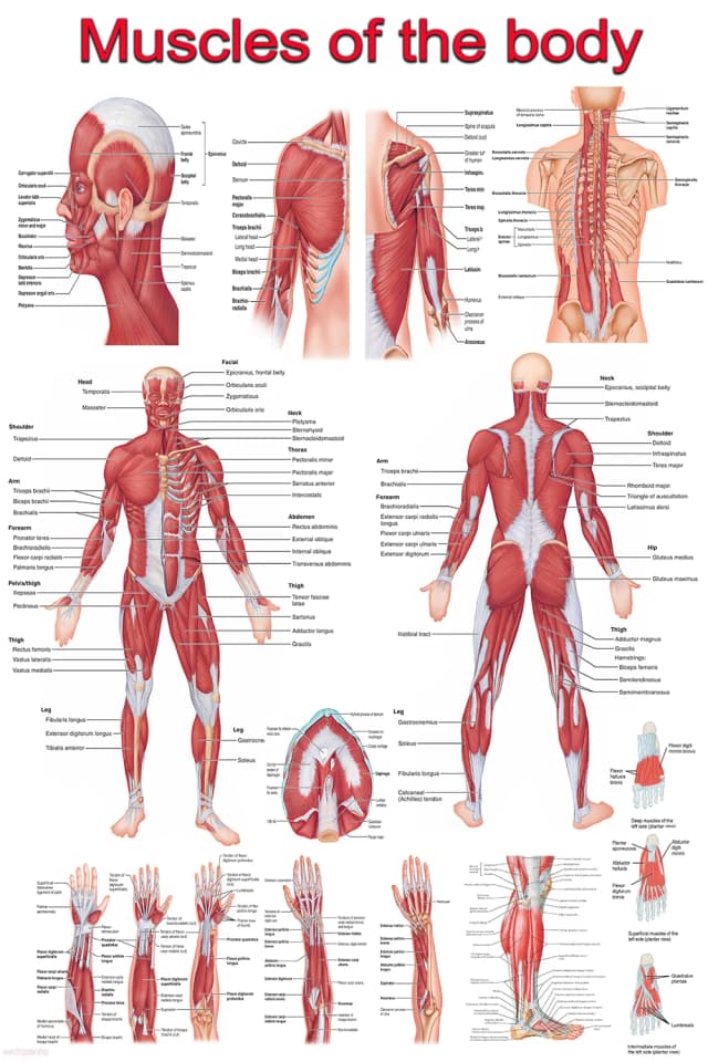 Muscular System Anatomy Poster