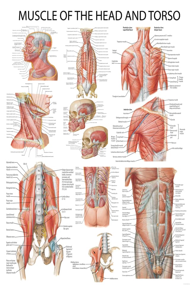 Head and Torso Muscle Anatomy Poster