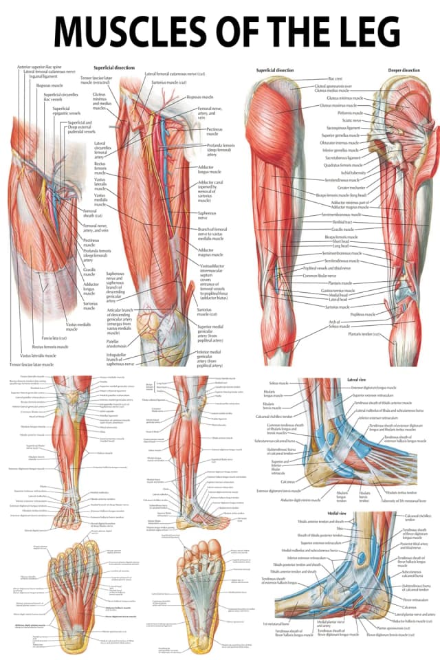 Leg Muscles Anatomy Poster
