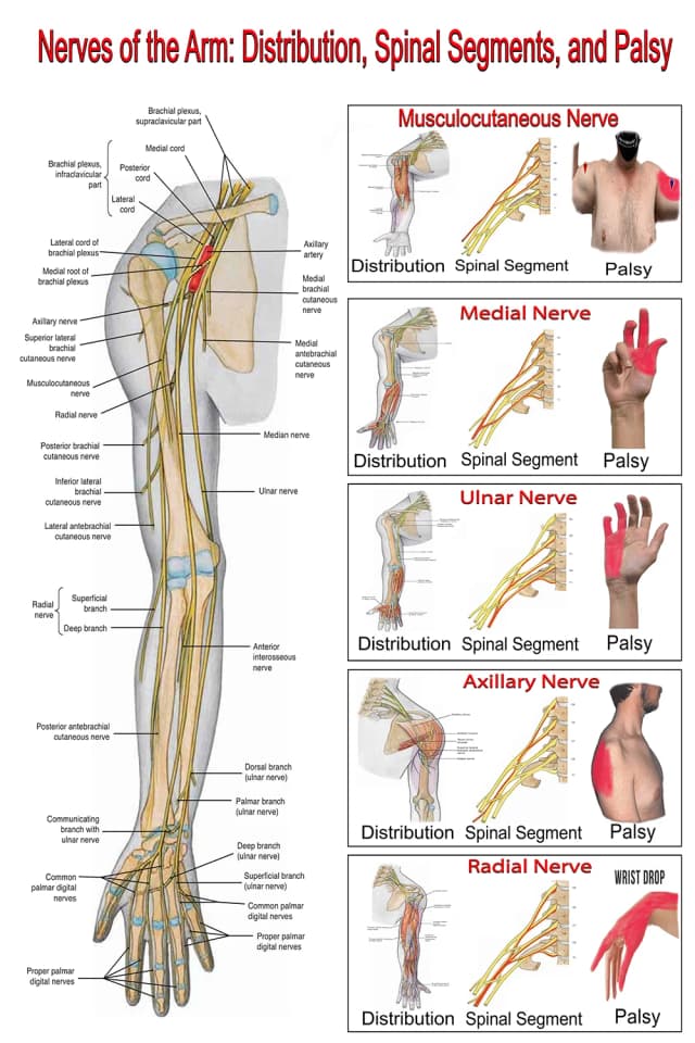 Arm Nerves and Brachial Plexus Poster
