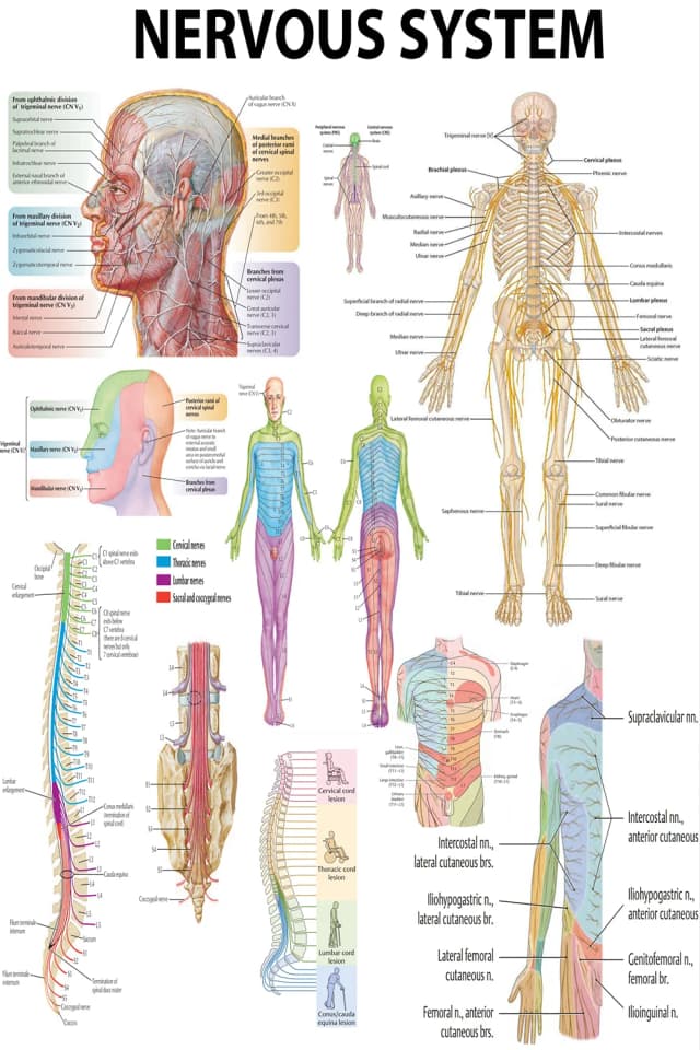 Nervous System Anatomy Poster