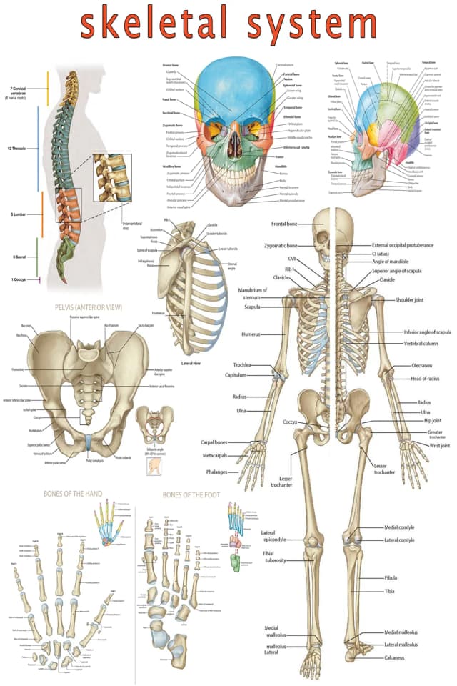 Skeletal System Anatomy Poster