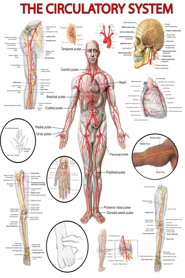 Arterial System and Blood Flow Poster