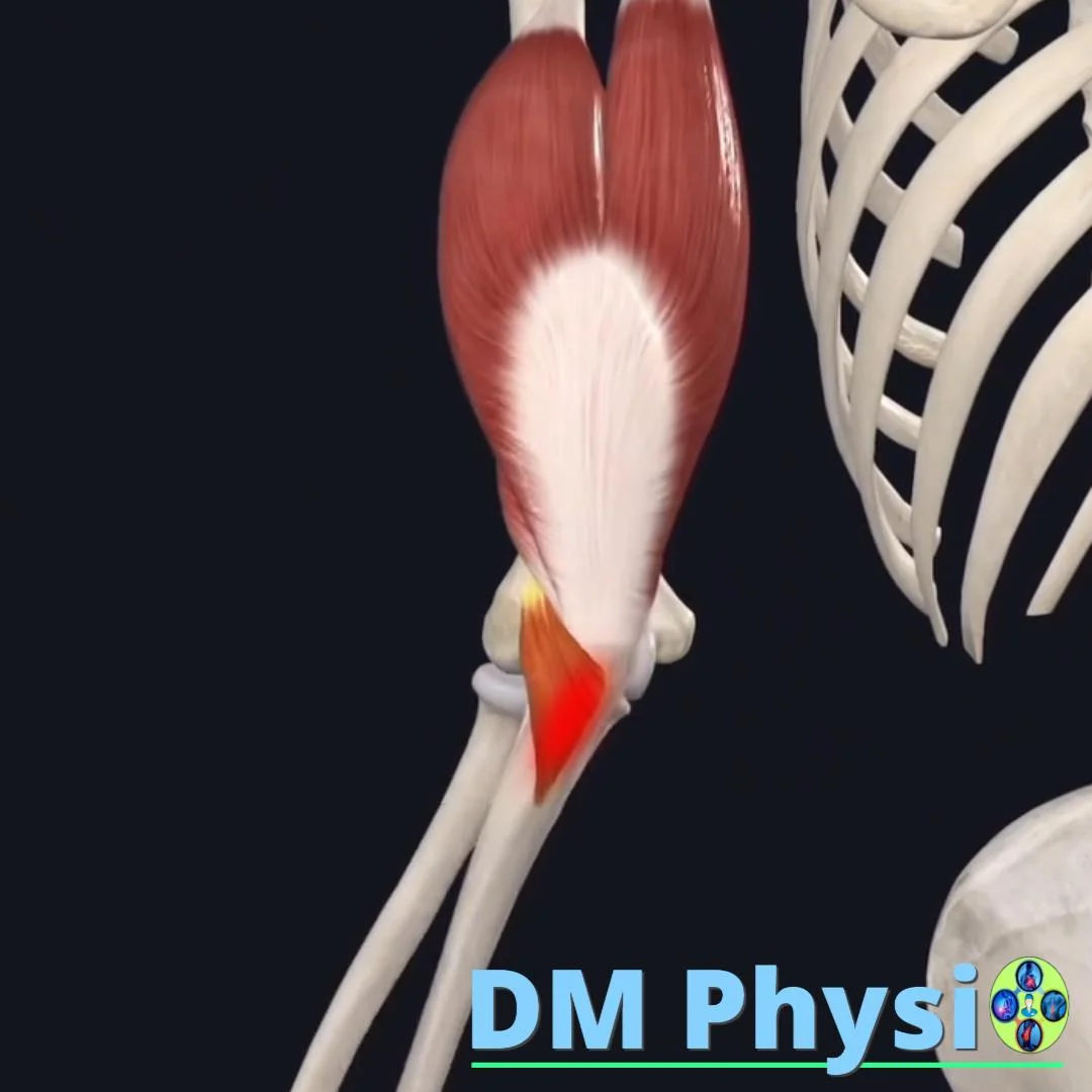 Анконеус мускул