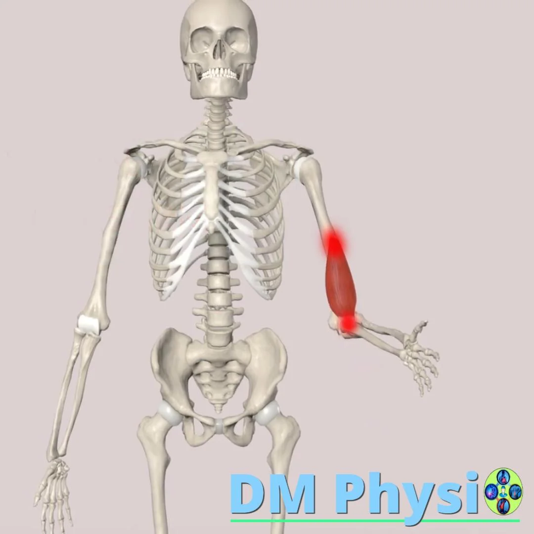 Изображение на мишничен мускул