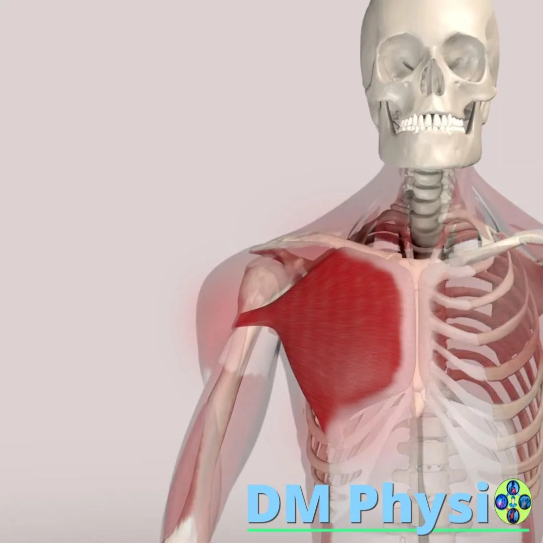 Мускулни болки в гърди и корем