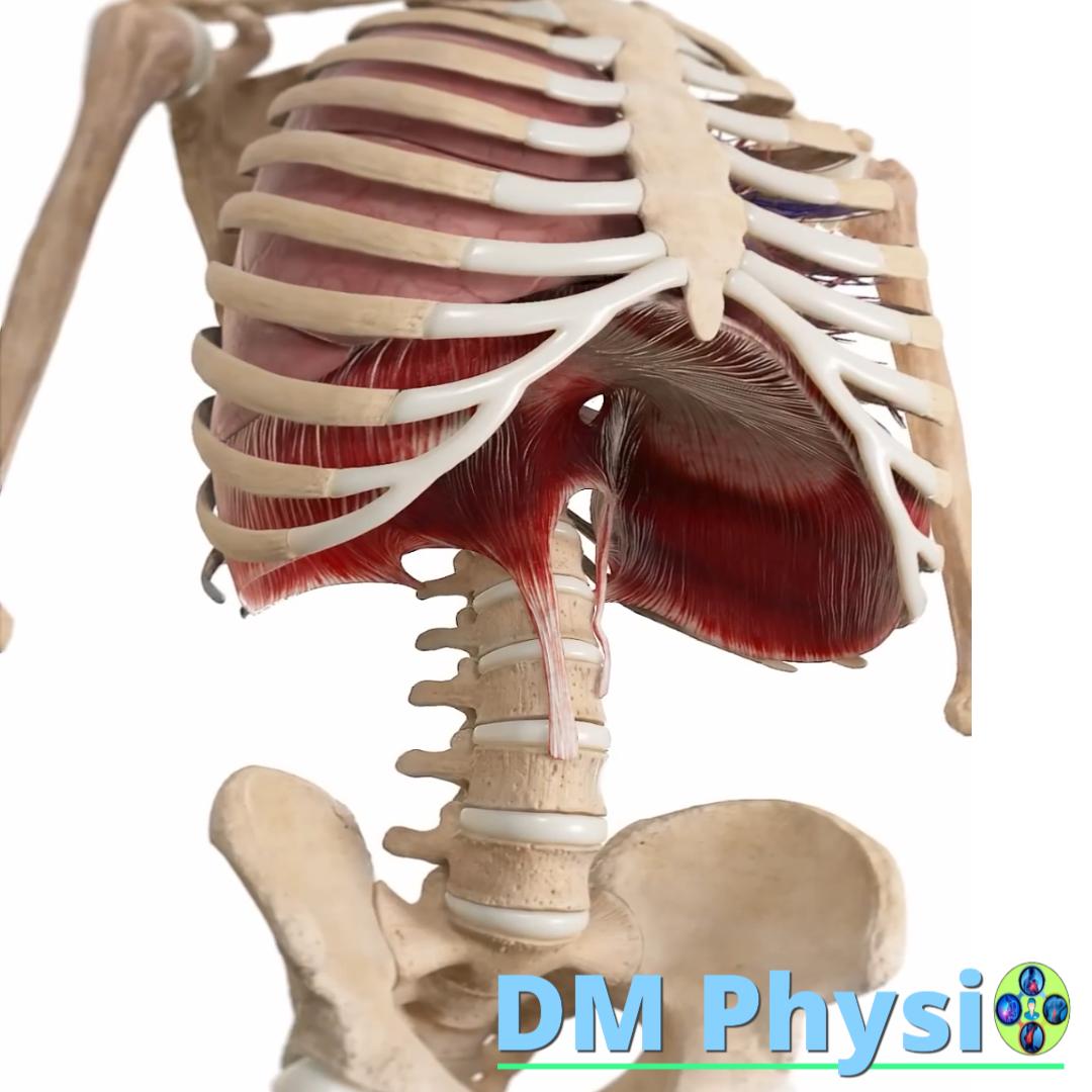 Анатомия на мускулите на гръдния кош и корема