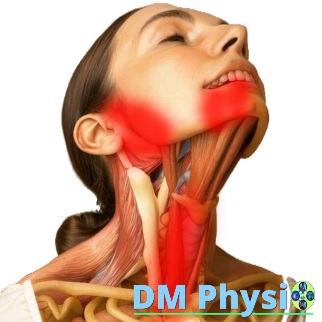 Изображение на m. digastricus