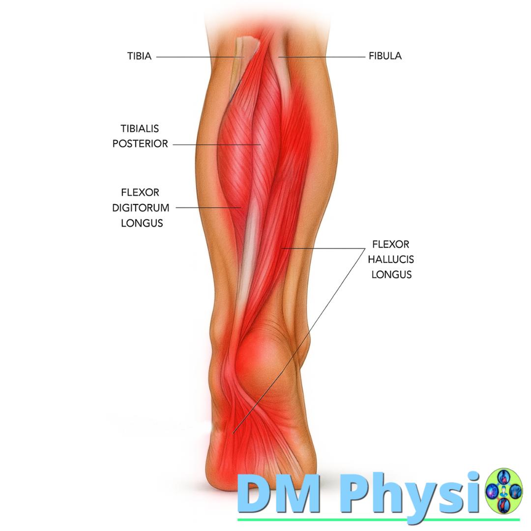 Дълбоки мускули на подбедрицата