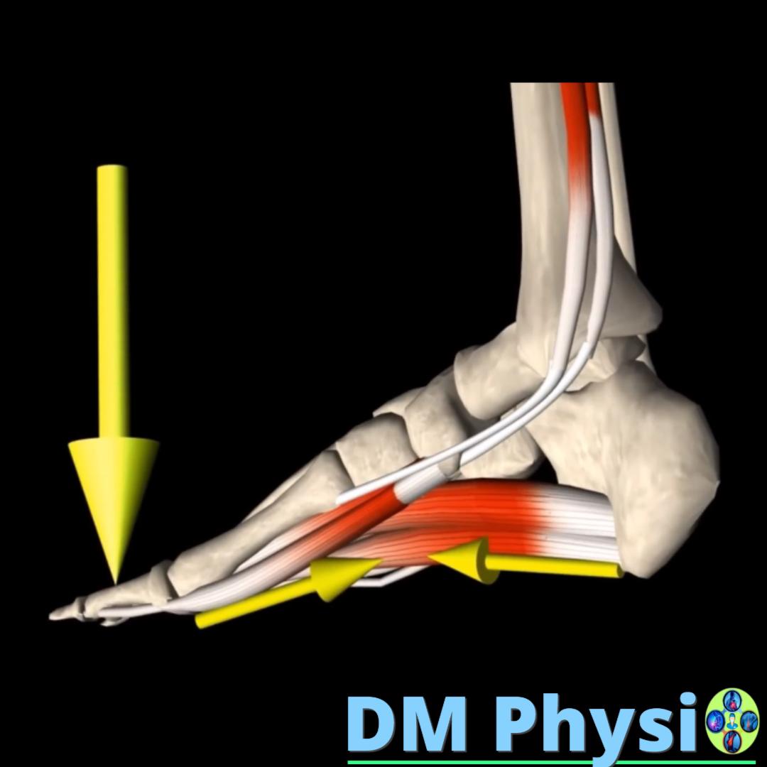 Свод на стъпалото