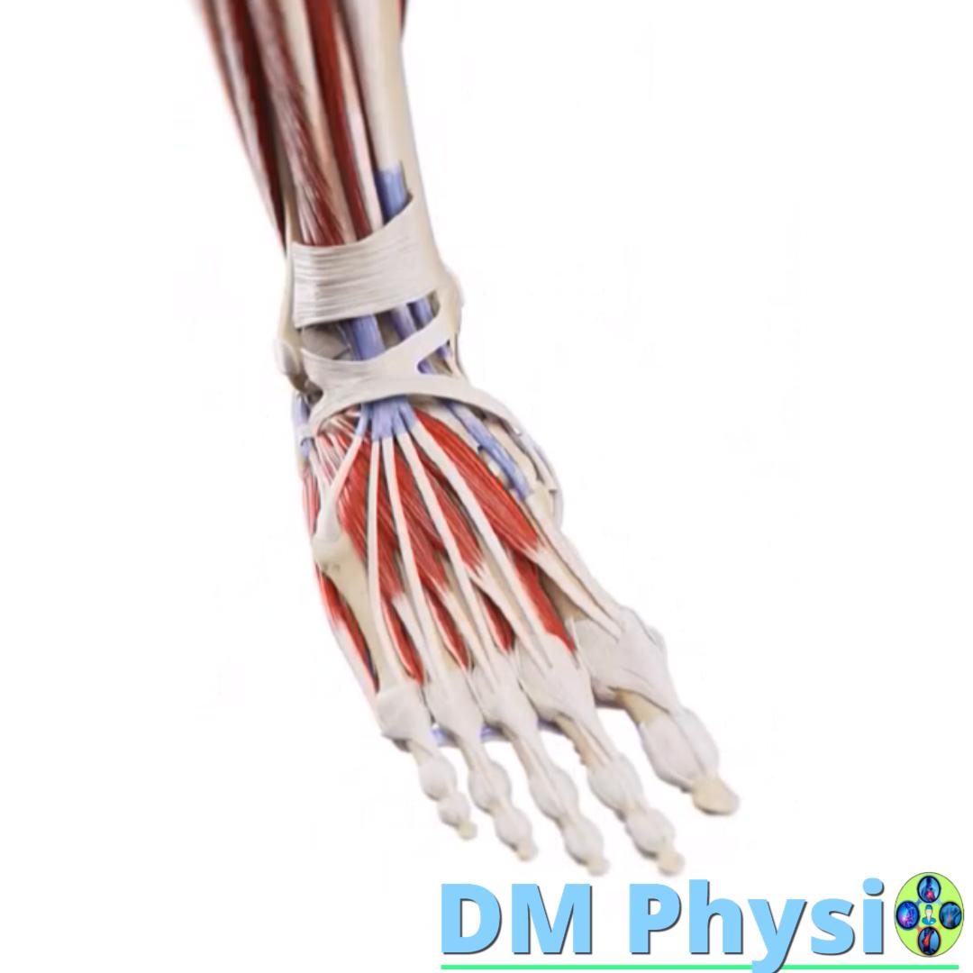 Подбедрица и стъпало