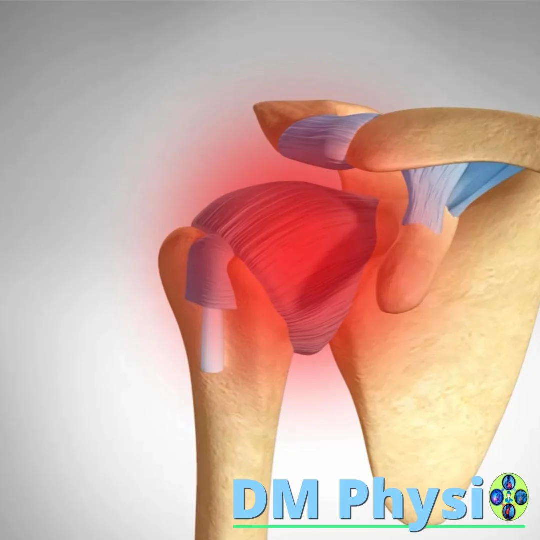 Анатомия на раменната става