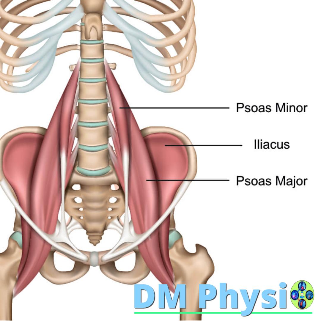 Изображение на мускула илиопсоас