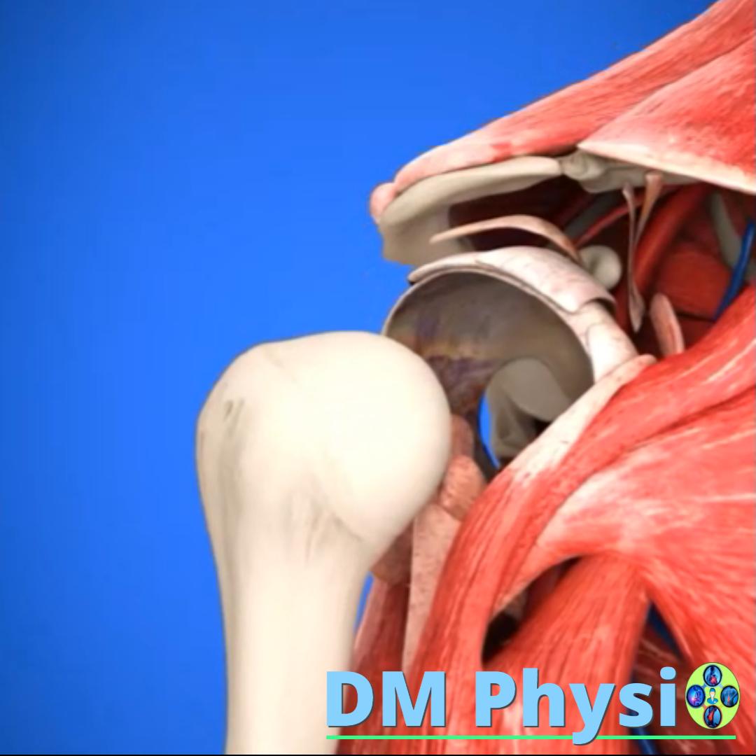 Анатомия на раменната става