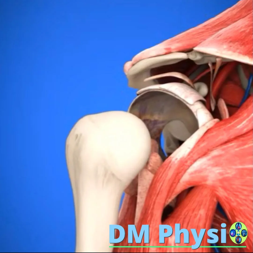 Анатомия на раменната става