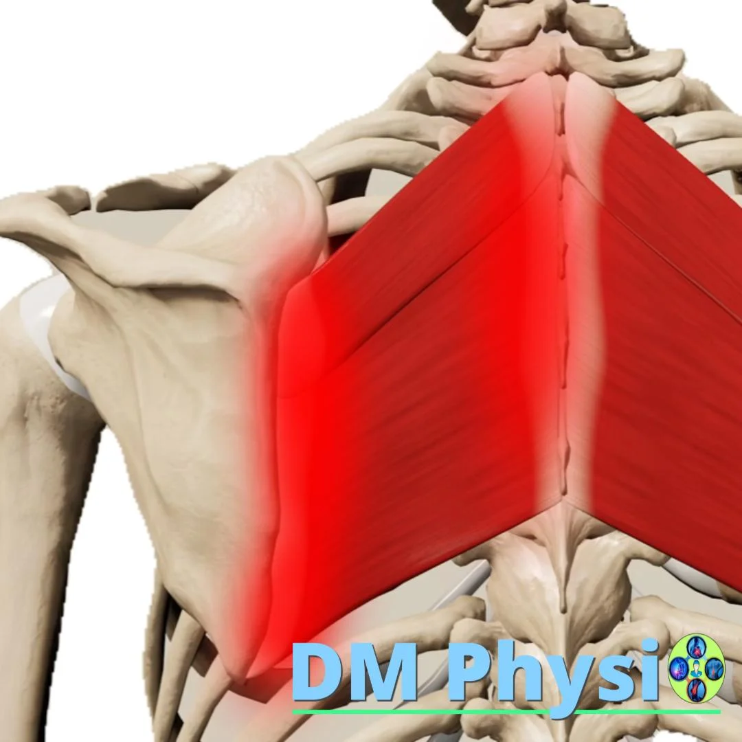 Изображение на ромбоидни мускули