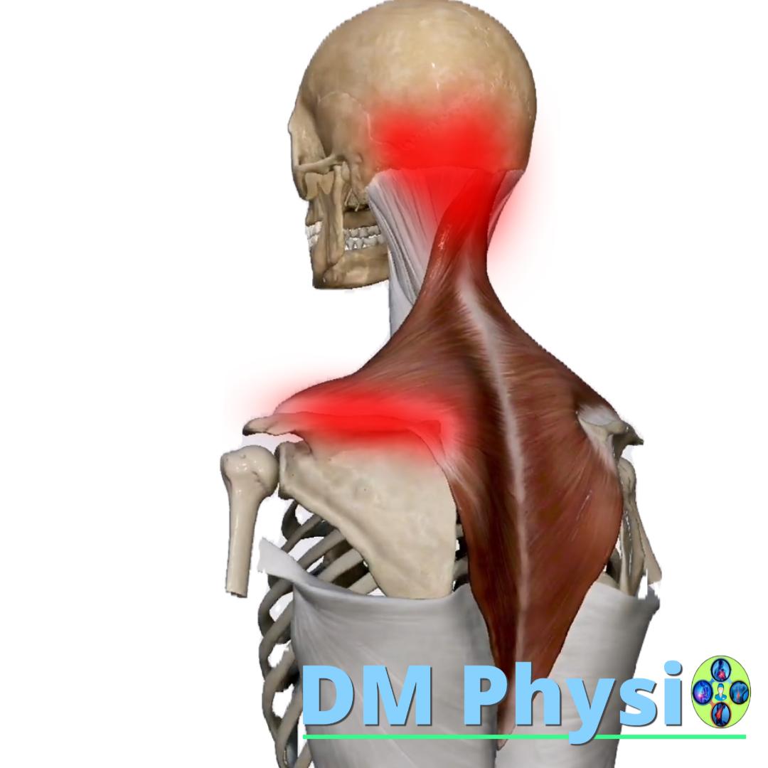 Изображение на мускула trapezius