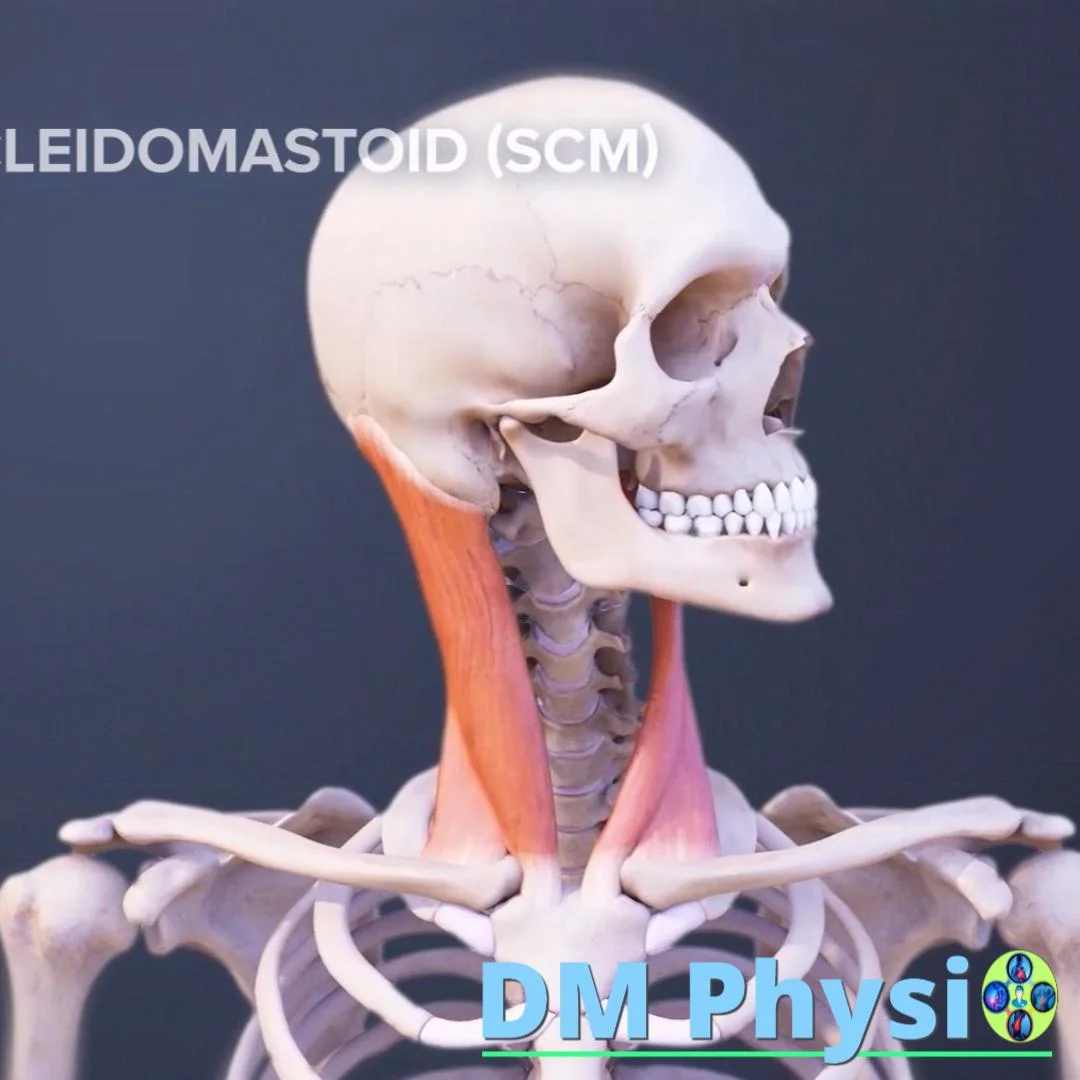 Изпомпващ ефект на мускулите