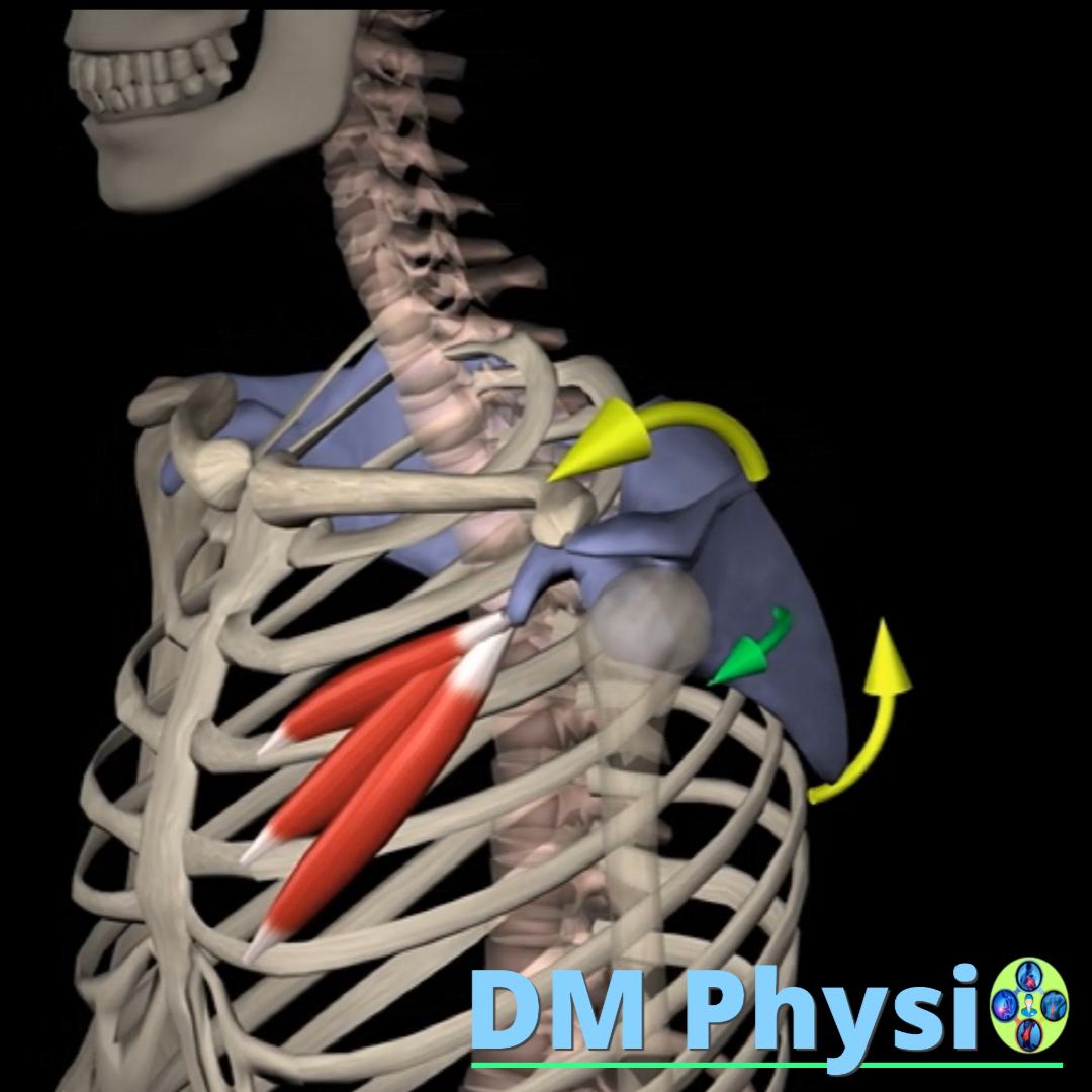 Изображение на мускула pectoralis minor