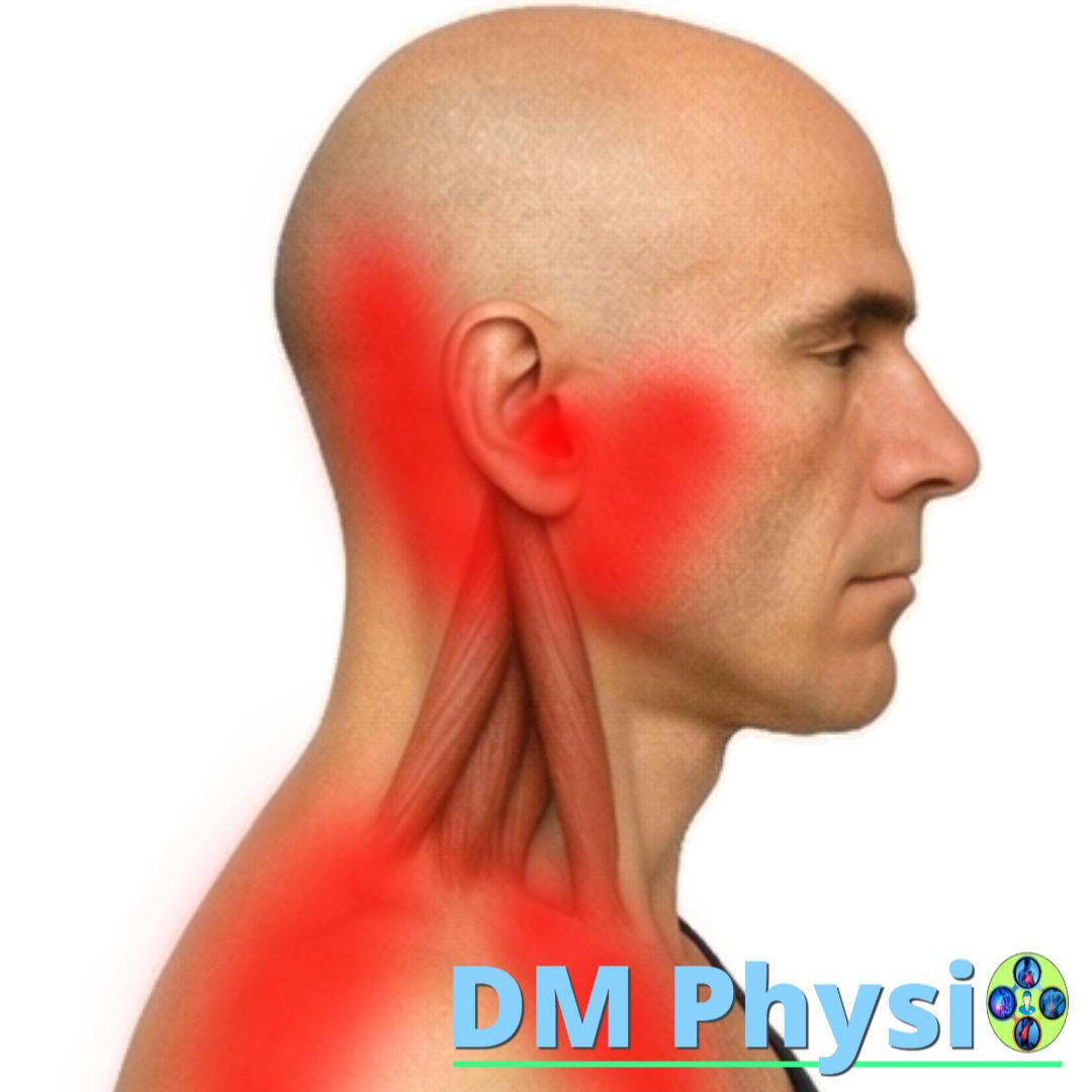 Изображение на m. scalenes