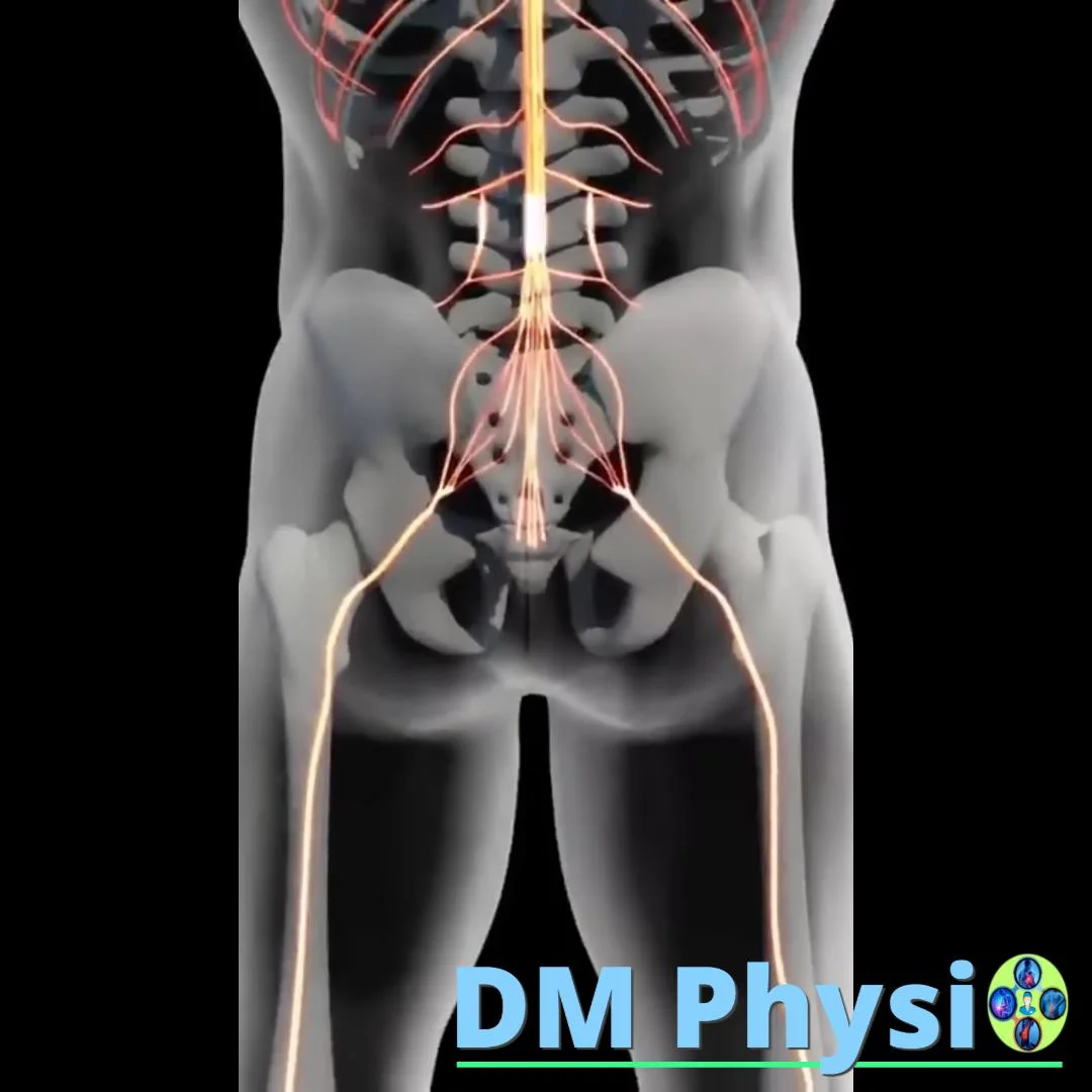 Анатомия на пириформис мускула и седалищния нерв