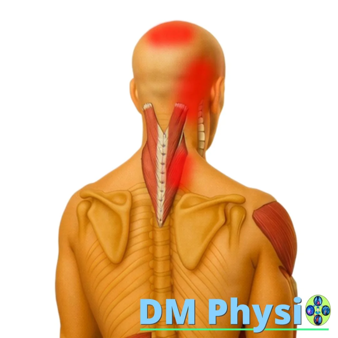 m. splenius capitis и cervicis